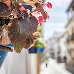 Seaclub Suites Estepona By Roomservices